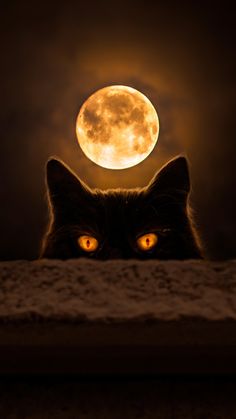 a black cat is looking at the camera with an orange moon in the sky behind it