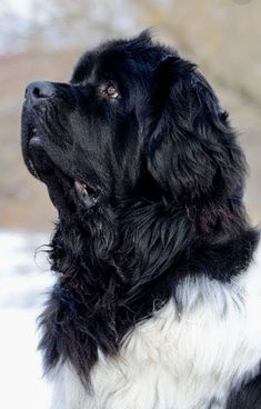 a black and white dog sitting in the snow looking off into the distance with trees in the background