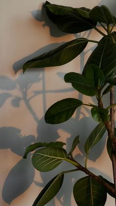 a plant with long green leaves casts a shadow on the wall