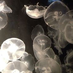 many jellyfish are swimming in the water