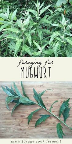 two pictures with the words foraging for mulwot on them and green leaves