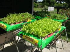 several trays filled with lettuce growing in the ground next to each other