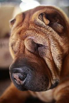 a large brown dog laying on top of a wooden floor