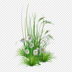 flowers and grass on a white background with no background, hd png downloads