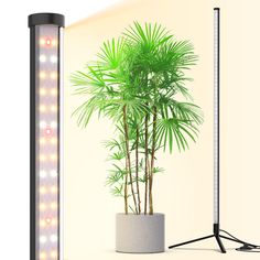 a tall plant sitting next to a potted plant on top of a white table