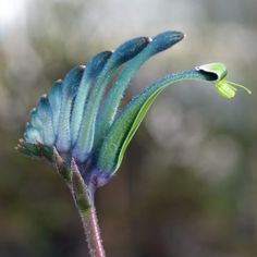 Blue Kangaroo Paw, Kangaroo Paw Garden, Small Evergreen Shrubs, Front Yard Design, Small Shrubs