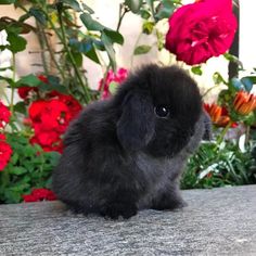 a small black rabbit sitting in front of flowers