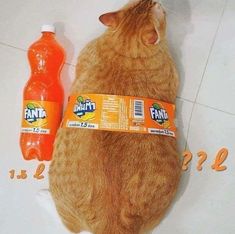 an orange cat laying on the floor next to two bottles of fruit juice