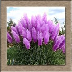 purple flowers are growing in the garden