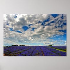 a field full of purple flowers under a cloudy blue sky with white clouds above it