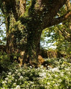 an old tree covered in vines and flowers