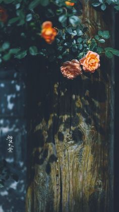 some orange flowers are growing on a wooden post