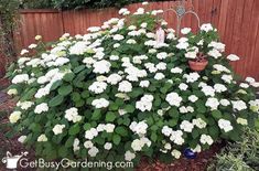 white flowers are growing in a garden next to a wooden fence with a potted plant