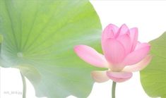 a pink lotus flower sitting on top of a green leafy plant