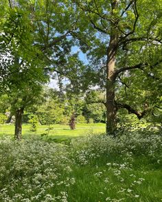 an open field with trees and grass in the foreground, on a sunny day