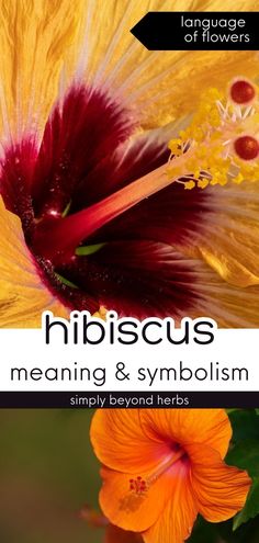 an orange and yellow flower with the words hibiscus meaning and symbol on it