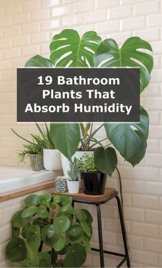 bathroom plants that absorb humidify water