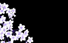 purple and white flowers against a black background