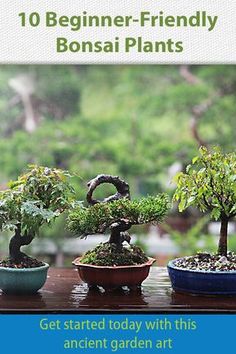 the book is about bonsai plants and how to grow them