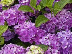 many purple flowers with green leaves on them