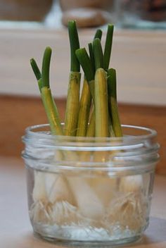 there are some green stems in a glass jar