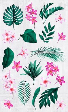 various tropical leaves and flowers on a white background, including pink plumes and green leaves