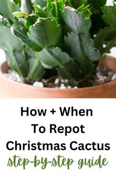 green thanksgiving cactus plant Repot Christmas Cactus, Garden Companion Planting