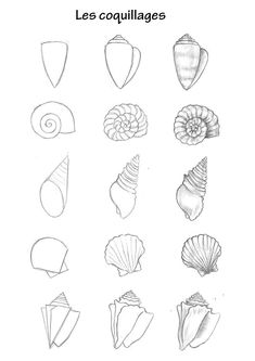 the different types of seashells are shown in this drawing