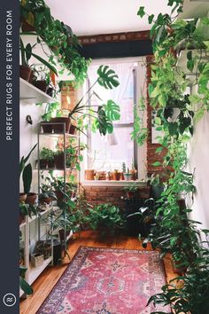 a room filled with lots of potted plants next to a window covered in greenery