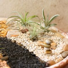 an assortment of rocks and plants in a bowl