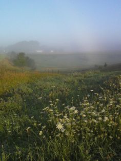 a foggy field with white flowers in the foreground and green grass on the far side