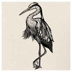 Engraving/ гравюра Etching Style Illustration, Ibis Bird Tattoo, Black And White Animal Tattoos, Linocut Style Tattoo, Engraver Tattoo, Heron Tattoo Traditional, Heron Tattoo Design, Animal Tattoos Ideas, Herron Tattoo