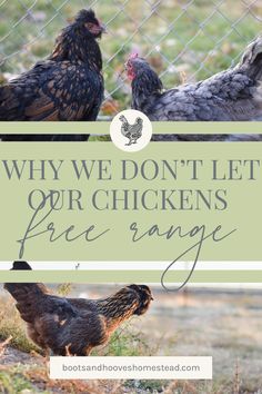 three chickens standing next to each other with the words why we don't let our chickens free range