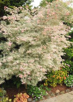 a white tree with pink flowers in a garden