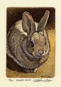 a drawing of a rabbit sitting on the ground