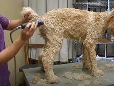 a person grooming a dog with a blow dryer on top of a table