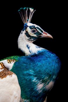 a close up of a peacock on a black background