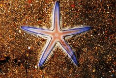 a blue and white starfish laying on the sand