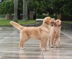 two golden retriever puppies standing in the rain on a tile floor with trees behind them