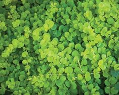 green plants with small leaves growing in the ground