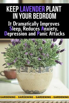 lavender plant in a pot with text overlay that reads, keep lavender plant in your bedroom