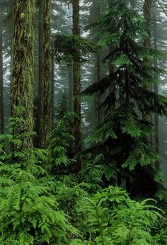 a forest filled with lots of tall trees and lush green leaves covered in foggy mist