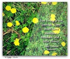 yellow flowers in the grass with an inspirational quote