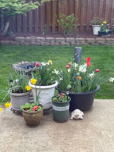 several potted plants are sitting on the ground in front of a fenced yard