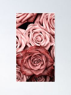 several pink roses are arranged together on a black background