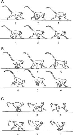 an illustrated diagram showing the different types of monkey's body and how to draw them