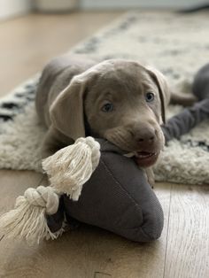 a dog laying on the floor with a stuffed animal in it's mouth and looking at the camera