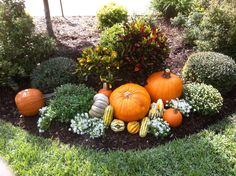 pumpkins and gourds are arranged in a garden