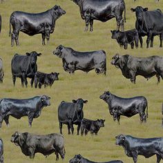 a herd of black cows standing on top of a dry grass covered field next to each other