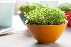 small green plants in orange bowls on a table